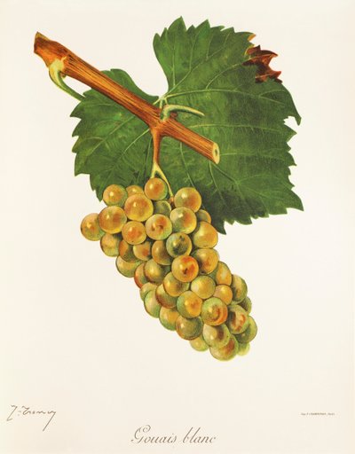 Gouais Blanc - Jules Troncy