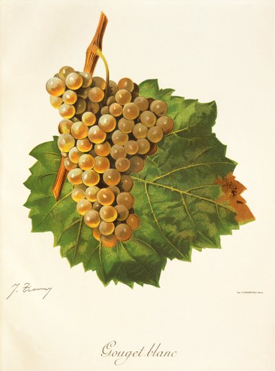 Gouget Blanc - Jules Troncy
