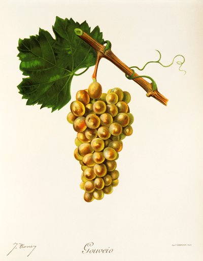 Raisin Gouveio - Jules Troncy