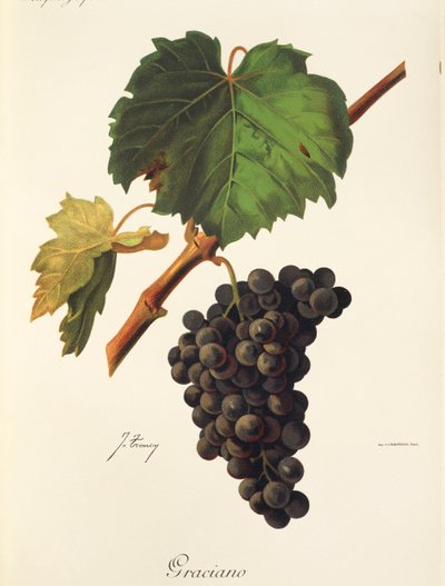 Graciano - Jules Troncy