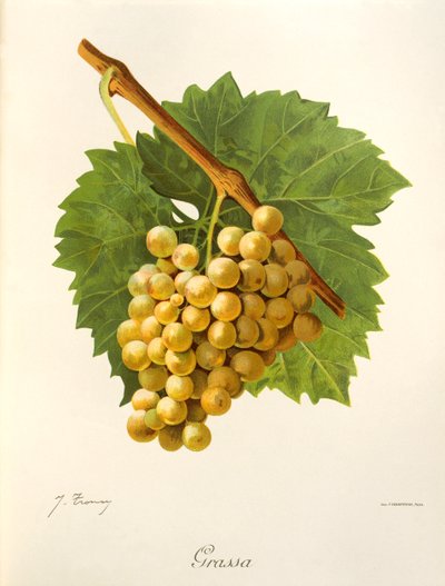 Raisin Grassa - Jules Troncy