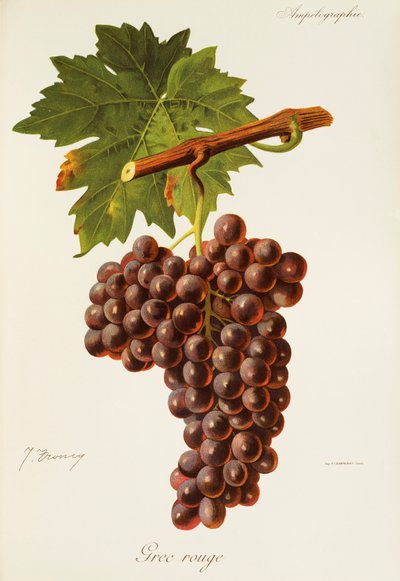 Raisin Grec Rouge par J. Troncy - Jules Troncy