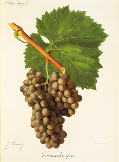 Grenache Gris - Jules Troncy