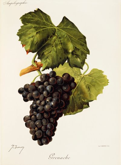 Grenache - Jules Troncy