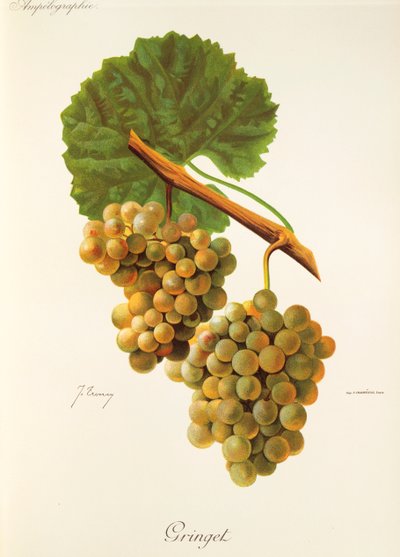 Raisin Gringet par J. Troncy - Jules Troncy