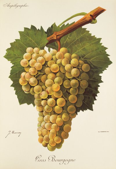 Gros Bourgogne - Jules Troncy