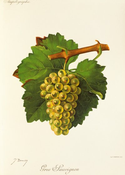 Raisin Gros Sauvignon - Jules Troncy