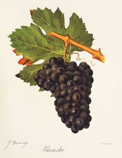 Gueuche - Jules Troncy