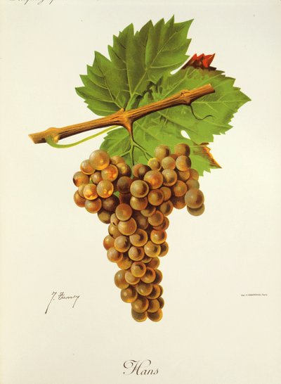 Raisin Hans par J. Troncy - Jules Troncy