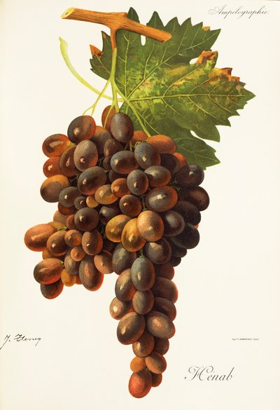 Raisin Henab Noir par J. Troncy - Jules Troncy