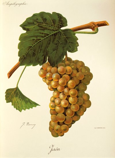 Raisin Jaen par J. Troncy - Jules Troncy