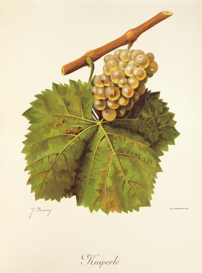 Raisin Kniperle - Jules Troncy