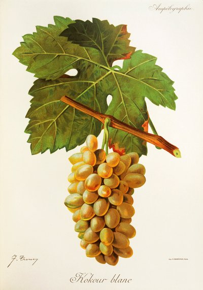 Kokour Blanc - Jules Troncy