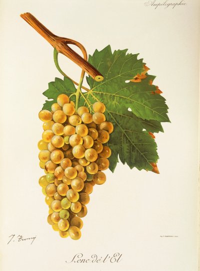 Raisin Lenc de l