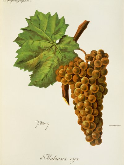 Raisin Malvasia Roja - Jules Troncy