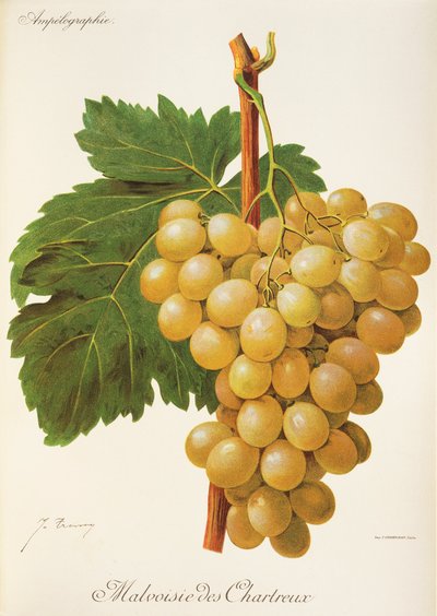 Raisin Malvoisie des Chartreux - Jules Troncy