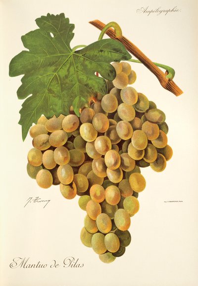 Raisin Mantuo de Pilas - Jules Troncy