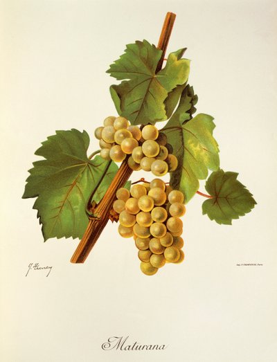 Raisin Maturana par J. Troncy - Jules Troncy