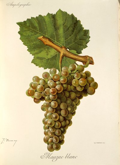 Raisin Mauzac Blanc - Jules Troncy