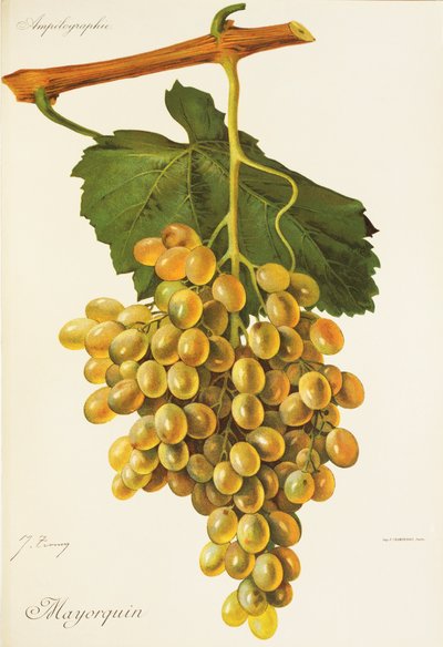 Raisin Mayorquin par J. Troncy - Jules Troncy