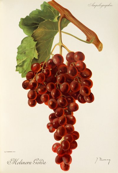Molinera Gorda - Jules Troncy