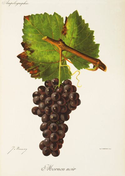 Raisin Mornen Noir par J. Troncy - Jules Troncy