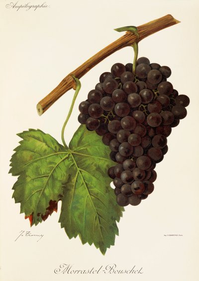 Raisin Morrastel-Bouschet par J. Troncy - Jules Troncy