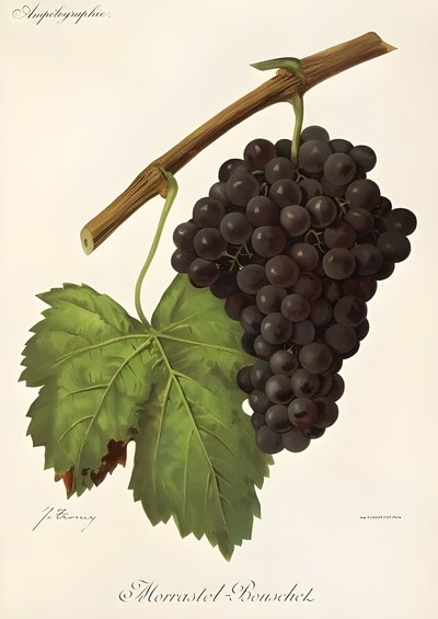 Morrastel Bouschet - Jules Troncy