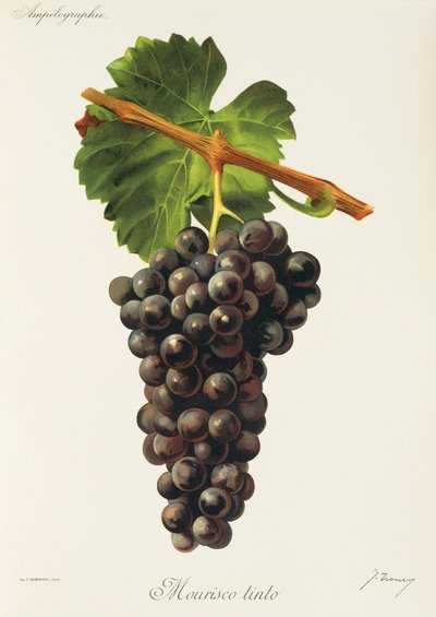 Raisin Mourisco Tinto - Jules Troncy