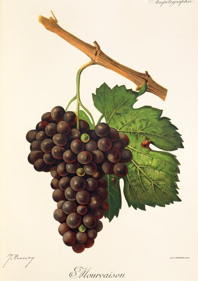 Raisin Mourvaison - Jules Troncy