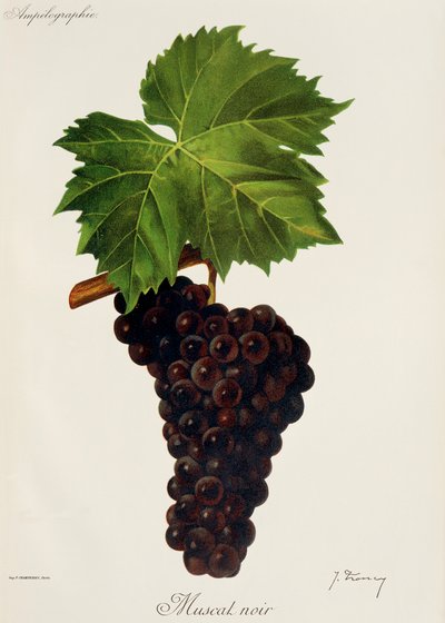 Raisin Muscat Noir - Jules Troncy