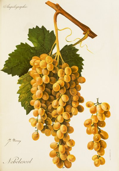 Raisin Nebelescol par J. Troncy - Jules Troncy