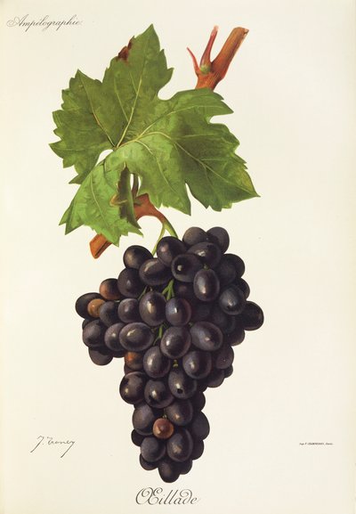 Raisin Oeillade par J. Troncy - Jules Troncy