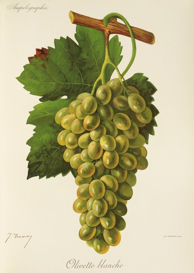 Raisin Olivette Blanche par J. Troncy - Jules Troncy