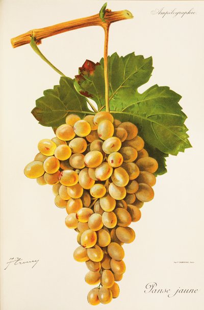 Raisin Panse Jaune par J. Troncy - Jules Troncy