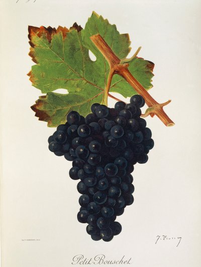 Raisin Petit Bouschet par J. Troncy - Jules Troncy