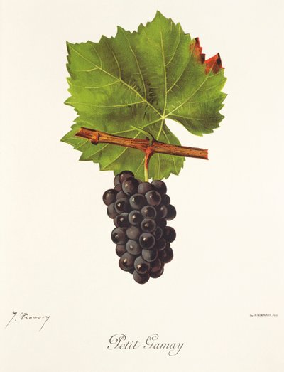 Raisin Petit Gamay par J. Troncy - Jules Troncy