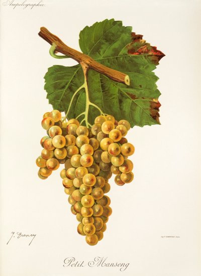 Raisin Petit Manseng par J. Troncy - Jules Troncy