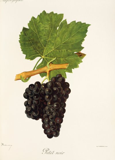 Raisin Petit Noir par J. Troncy - Jules Troncy