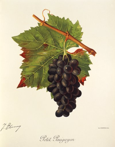 Petit Paugayen - Jules Troncy