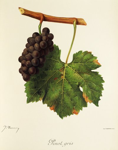 Raisin Pinot Gris - Jules Troncy