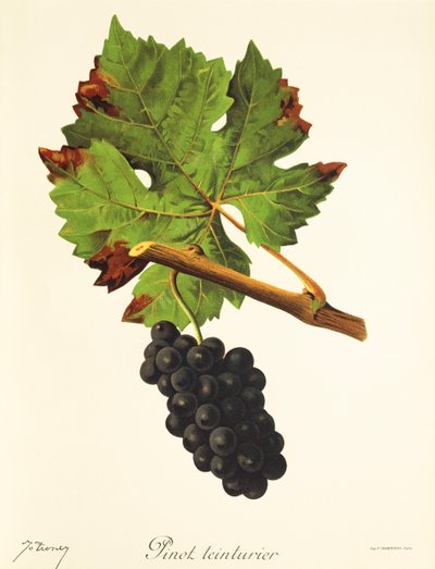 Pinot Teinturier - Jules Troncy