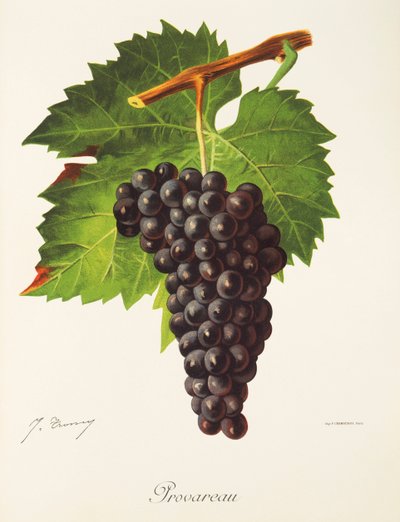 Raisin Provareau par J. Troncy - Jules Troncy