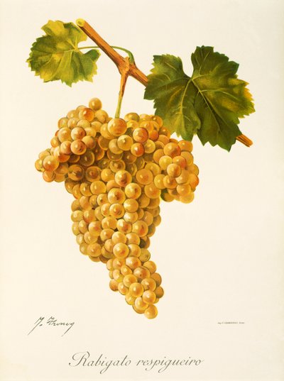 Rabigato Respigueiro - Jules Troncy