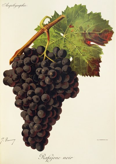 Raisin Rafajone Noir - Jules Troncy