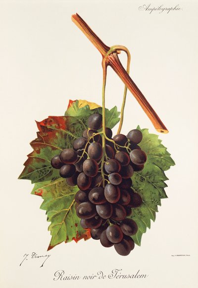 Raisin Noir de Jérusalem - Jules Troncy