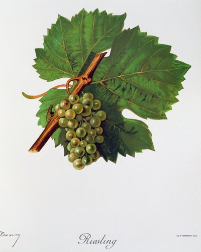 Raisins Riesling de Jules Troncy de Ampelographie, Traité général de viticulture, vol II, par Pierre Viala et Victor Vermorel, Paris - Jules Troncy