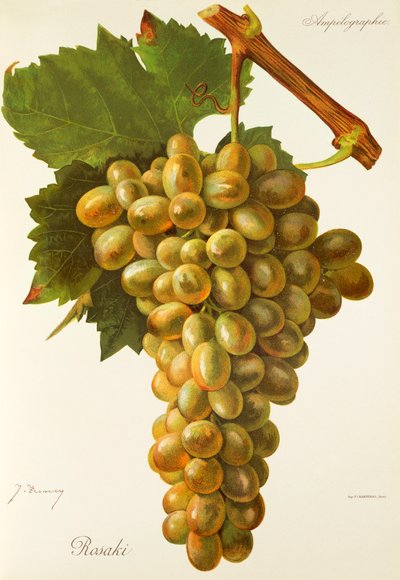 Raisin Rosaki - Jules Troncy