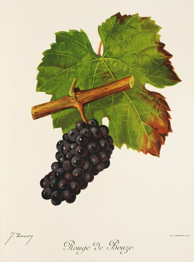Rouge de Bouze - Jules Troncy