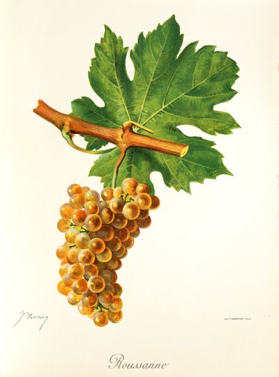 Raisin Rousanne par J. Troncy - Jules Troncy